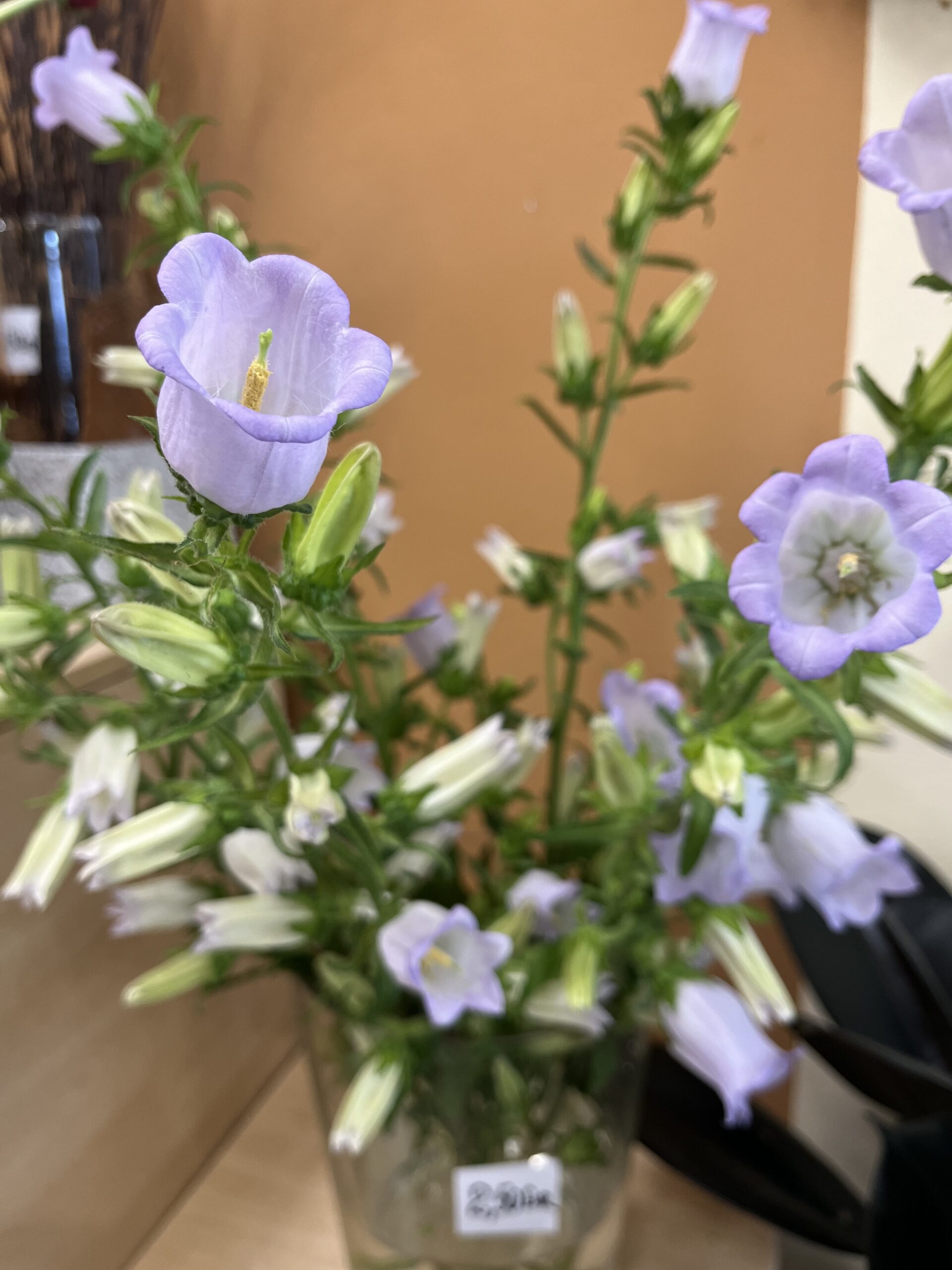 Cvetlični aranžma — Florjana, Murska Sobota